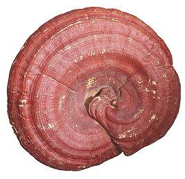 《怪物猎人：荒野》全新截图 飞行体验非常刺激！